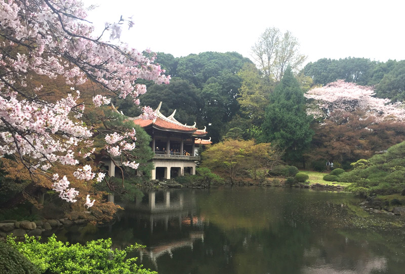 Shinjuku Gyouen Park during cherry blossom season